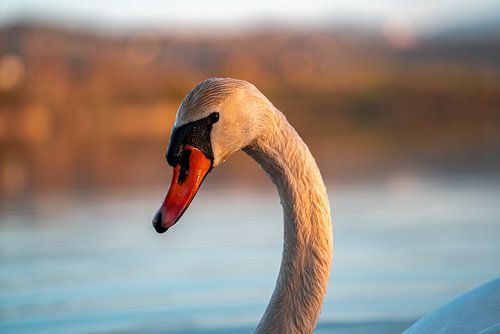 Close-up van de Schwanen Kopf aan de Sulzberger See bij avond