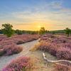Blooming heather in the evening light by Michael Valjak