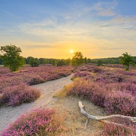 Bloeiende heide in het avondlicht van Michael Valjak