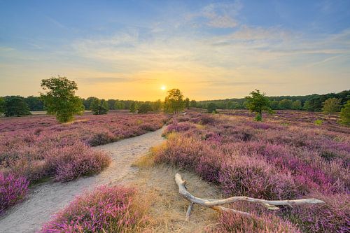 Blooming heather in the evening light