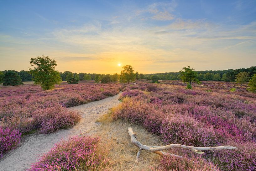 Blühende Heide im Abendlicht von Michael Valjak
