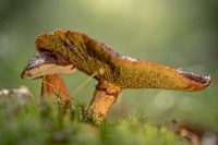 Paddenstoelen