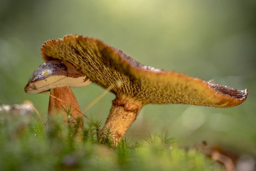 Paddenstoelen van robertjan boonstra