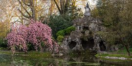 Japanese cherry tree is in bloom in a large park by Marcel Derweduwen