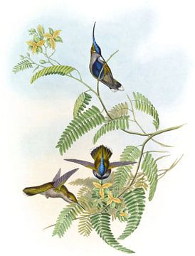 Loddiges 'Plover-Crest, John Gould van Hummingbirds