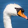 Portrait of a Mute Swan by Fotografie Jeronimo
