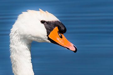 Portrait of a Mute Swan