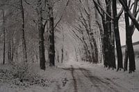 Laan in de sneeuw  winters tafereel 