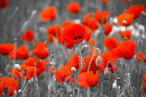 Coquelicots