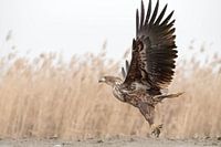 Oiseau de proie (aigle) avec de belles ailes ouvertes sur un fond naturel.