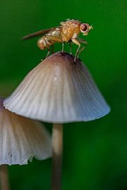 mushroom by ton vogels