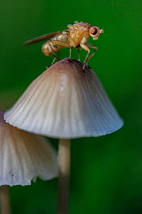 mushroom