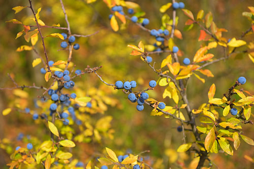 Schlehenbeeren im Herbst an einem Schwarzdornstrauch