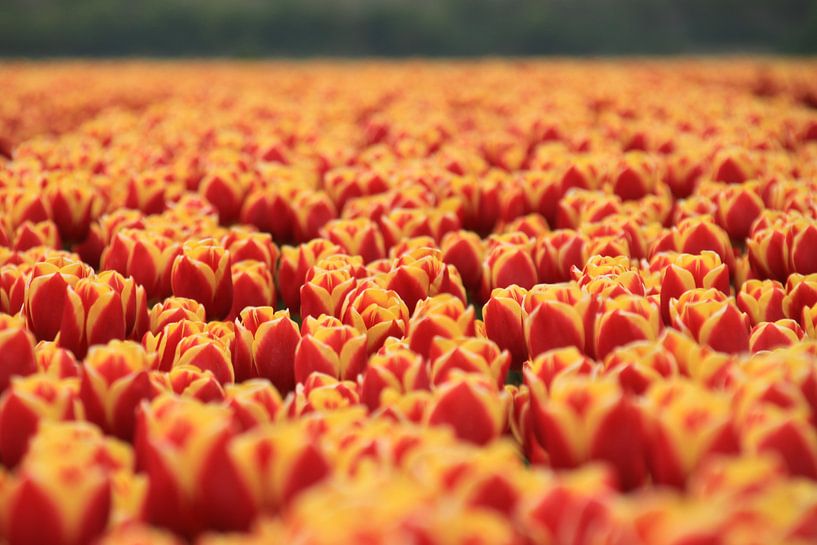 Tulipfield van Marcel van Rijn
