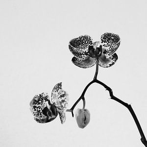 De Eenzame Orchidee | Zwart Wit | Natuurfotografie