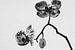 Eenzame Orchidee | Zwart-wit foto | Bloemen & Natuurfotografie van Diana van Neck Photography