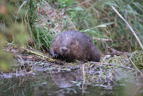 Europese bever Zwabische Alb Baden-Württemberg Duitsland