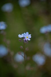 Myosotis en silence