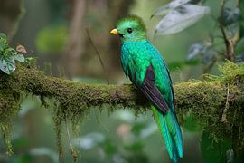Quetzal (Pharomachrus mocinno) von Christian Müringer