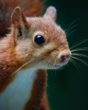Porträt eines Eichhörnchens auf der Veluwe