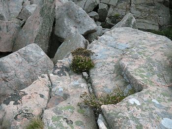 Wild-romatische Küstennatur, Kullaberg Schweden 7