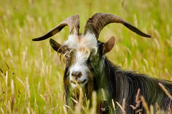 Chèvre de montagne dans la réserve naturelle