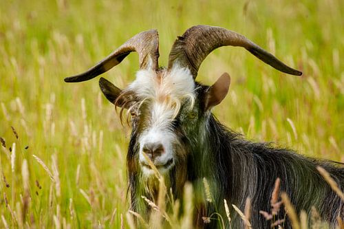 Chèvre de montagne dans la réserve naturelle sur Stacey Van Baast