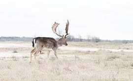 Strolling through the dunes! by Robert Kok