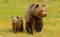 Brown Bear With Cubs II