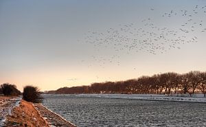 Les oiseaux survolent le canal d'hiver à travers Walcheren