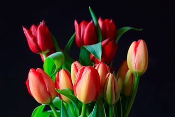 Tulpen