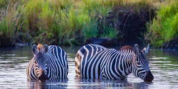 Zebras bei Abkühlung von Peter Michel