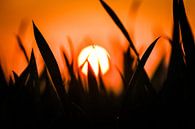 Sunset through grass by jb photography thumbnail