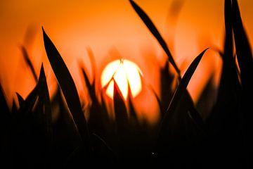 Sunset through grass by jb photography