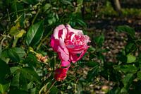Die Rose