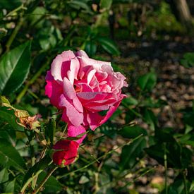 Die Rose von AH-Fotografie