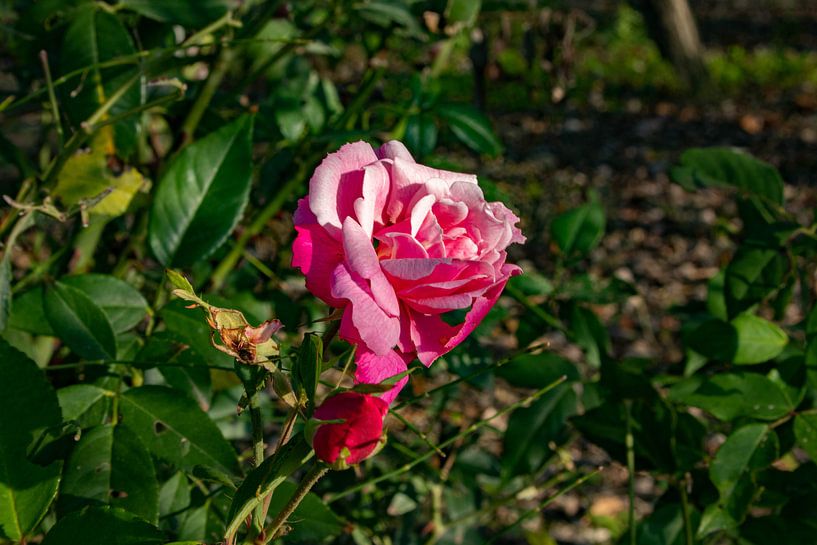 The Rose by AH-Fotografie