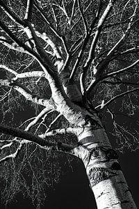Tronc et branches de bouleau en hiver en noir et blanc sur Dieter Walther