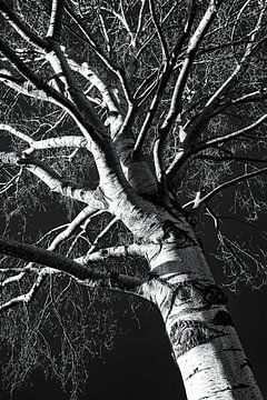 Stam en takken van een berk in de winter in zwart-wit van Dieter Walther