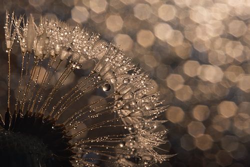 De schittering van het licht in de druppels  op de paardenbloem