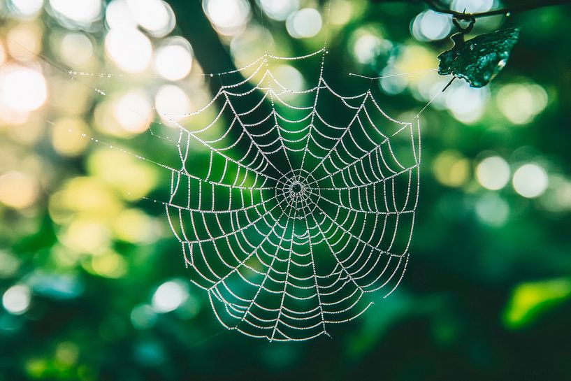 Spinnennetz im Wald von Poster Art Shop