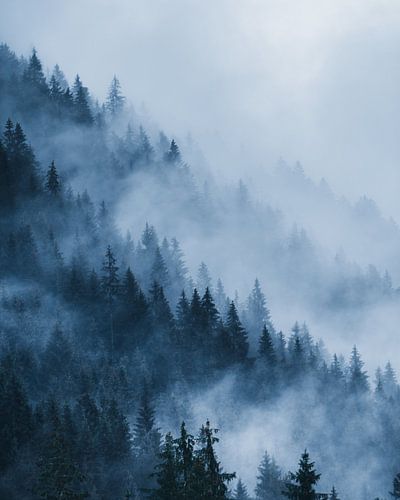 Diepe stilte – mist over het bos