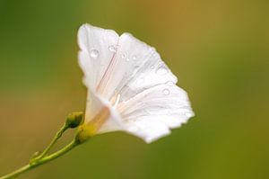 witte bloemen bloesem van een akkerwinde van Mario Plechaty Photography