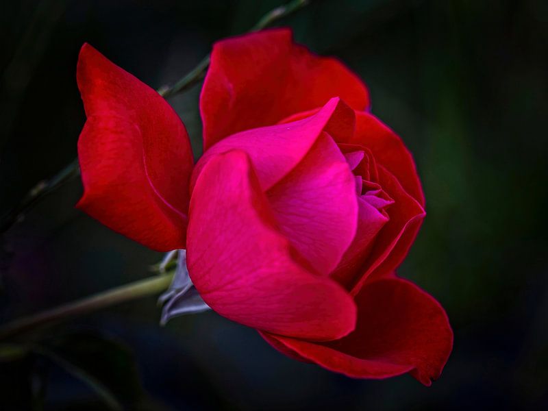 Rose by Rob Boon