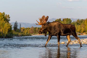 Impressionnant élan dans une rivière du parc national de Grand Teton