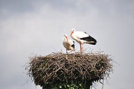 ooievaars op hun nest sur Marten Wieringa