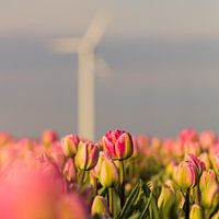 Holländische Tulpen unter einer Windmühle