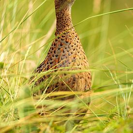 Fasan (weiblich) auf Schiermonnikoog von Corinne Cornelissen-Megens