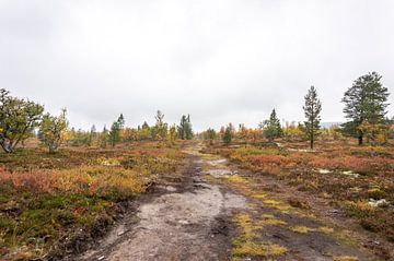 Zweeds landschap in Lofsdalen van Lynn Haverhals