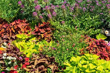 Des fleurs multicolores en été sur Animaflora PicsStock